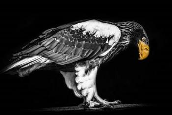 Steller Sea Eagle II Black & White | Obraz na stenu