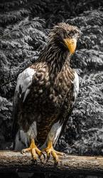Steller Eagle V crop | Obraz na stenu