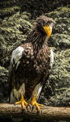 Steller Eagle VI crop | Obraz na stenu