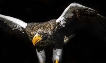 Steller Sea Eagle Wings | Obraz na stenu