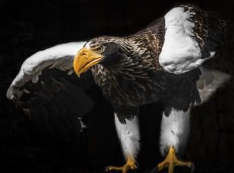 Steller Sea Eagle Wings III | Obraz na stenu