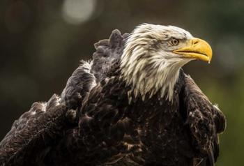 Sea Eagle | Obraz na stenu