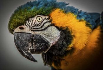 Blue Ara Parrot | Obraz na stenu