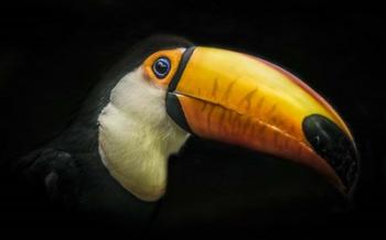 Toucan IV | Obraz na stenu