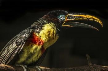 Little Toucan | Obraz na stenu