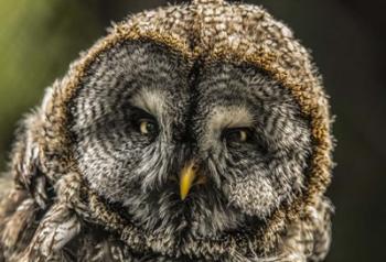 Lapland Owl | Obraz na stenu