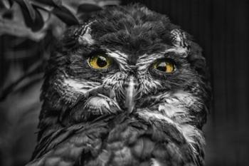 Little Owl Black & White | Obraz na stenu