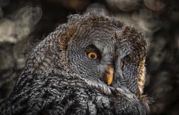 Wisdom Owl Black & White | Obraz na stenu