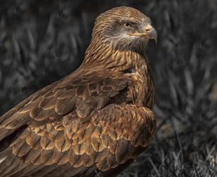 Predator Bird | Obraz na stenu