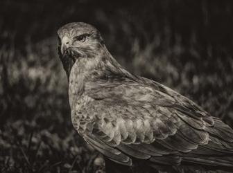 Predator Bird  II Sepia | Obraz na stenu