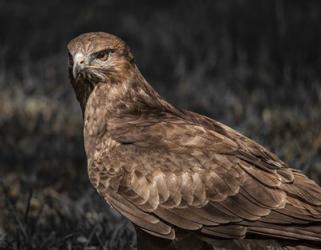 Predator Bird II | Obraz na stenu