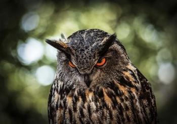 Evil Owl III | Obraz na stenu