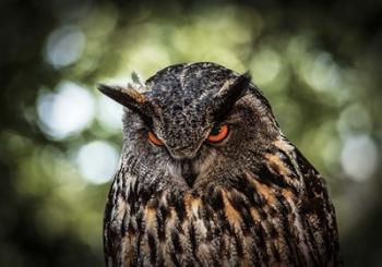 Evil Owl III | Obraz na stenu