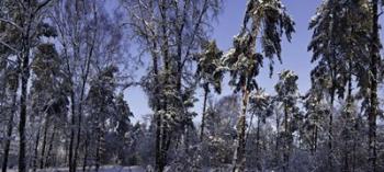 Snow Trees | Obraz na stenu