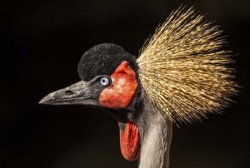 Crowned Crane Close Up | Obraz na stenu