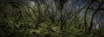Mossy Forest Panorama | Obraz na stenu