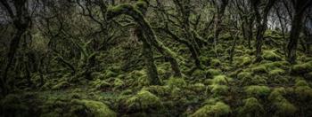 Mossy Forest Panorama 2 | Obraz na stenu