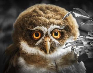 Young Owl | Obraz na stenu