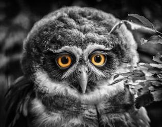 Young Owl Black & White | Obraz na stenu