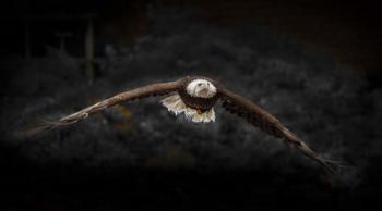 Sea Eagle Flight Black & White | Obraz na stenu