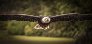 Sea Eagle Flight II | Obraz na stenu