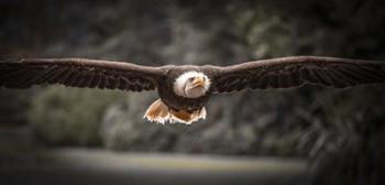 Sea Eagle Flight II Black & White | Obraz na stenu