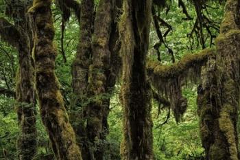 Ancient Trees | Obraz na stenu