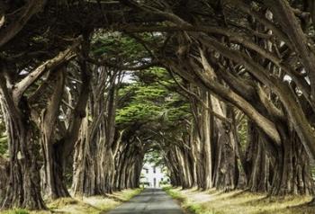 Cypress Trees | Obraz na stenu