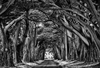 Cypress Trees Black & White | Obraz na stenu