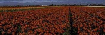 Tulip Field 2 Crop | Obraz na stenu