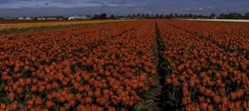 Tulip Field 2 Crop 2 | Obraz na stenu