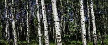 Birch Trees | Obraz na stenu