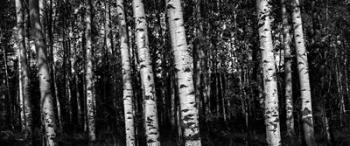 Birch Trees Black & White | Obraz na stenu