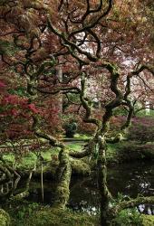 Japanese Garden Tree | Obraz na stenu