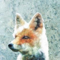Abstract Fox | Obraz na stenu