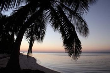 Palm Tree Sunset | Obraz na stenu