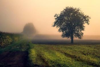 Morning Mist | Obraz na stenu