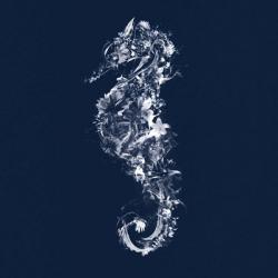 Seahorse | Obraz na stenu