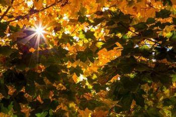 Autumn Sun | Obraz na stenu