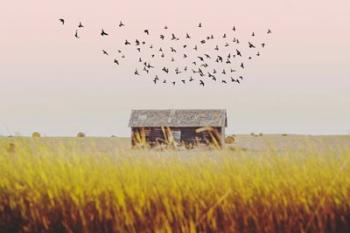 Harvest Barn | Obraz na stenu