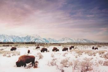 Herds of The Tetons | Obraz na stenu