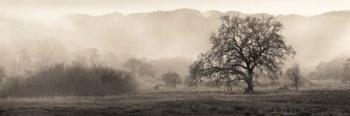 Meadow Oak Tree | Obraz na stenu