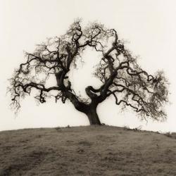 Hillside Oak Tree | Obraz na stenu