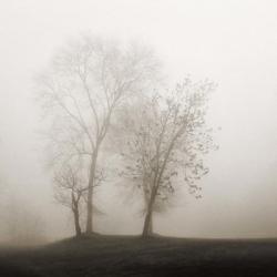 Four Trees in Fog | Obraz na stenu