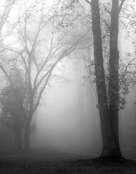 November Fog | Obraz na stenu