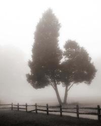 Cedar Tree and Fence | Obraz na stenu