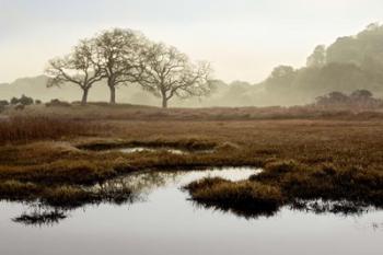 Island Oak Trees | Obraz na stenu