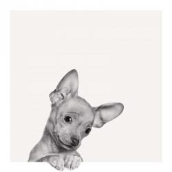 Sweet Chihuahua | Obraz na stenu