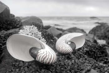 Crescent Beach Shells 2 | Obraz na stenu