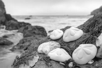 Crescent Beach Shells 4 | Obraz na stenu